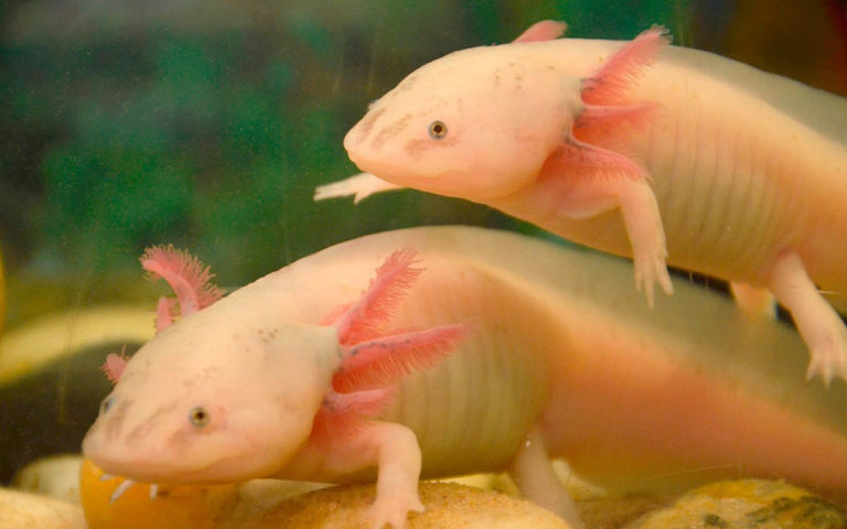 Se resiste a desaparecer el ajolote de Xochimilco   