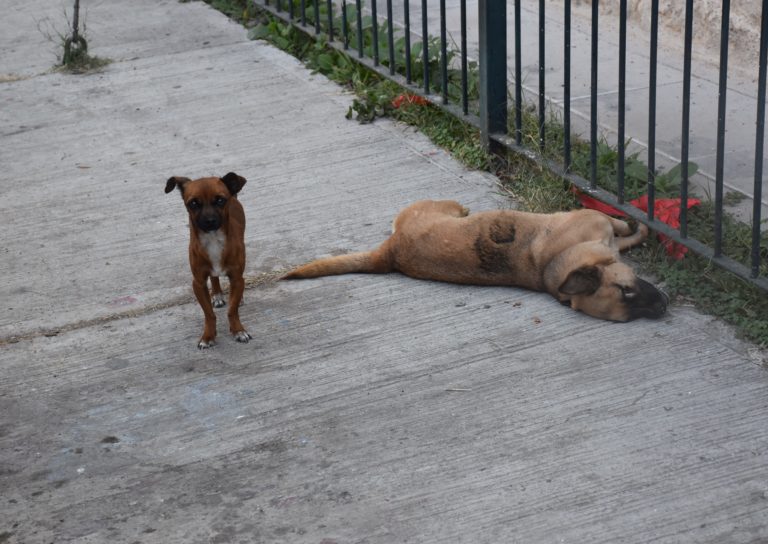 Postal de Navidad/ Imágenes de Aguascalientes 