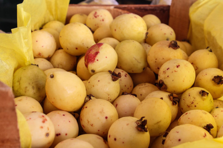 La guayaba de Calvillo es aún un producto redituable para Aguascalientes