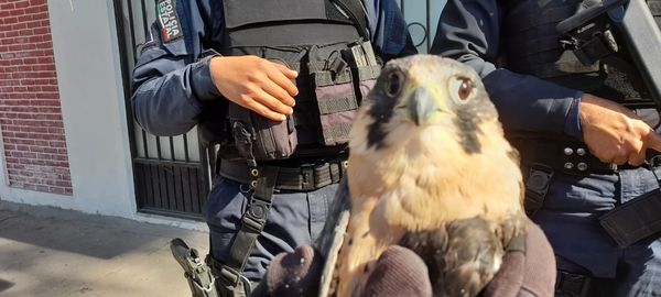 POLICÍAS PONEN A SALVO A HALCÓN PEREGRINO