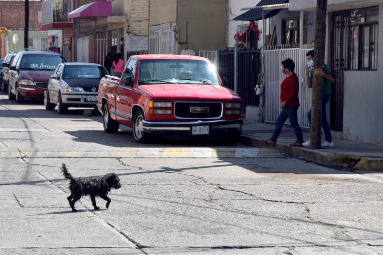 En Aguascalientes hay 100 mil animales en situación de calle