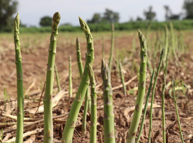 Espárrago de Aguascalientes se ha convertido en un cultivo muy competitivo   