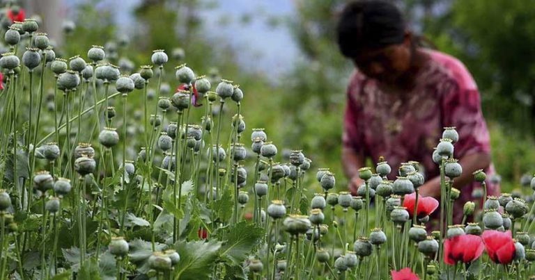 COVID-19 profundiza pobreza para mujeres que cultivan amapola en Guerrero