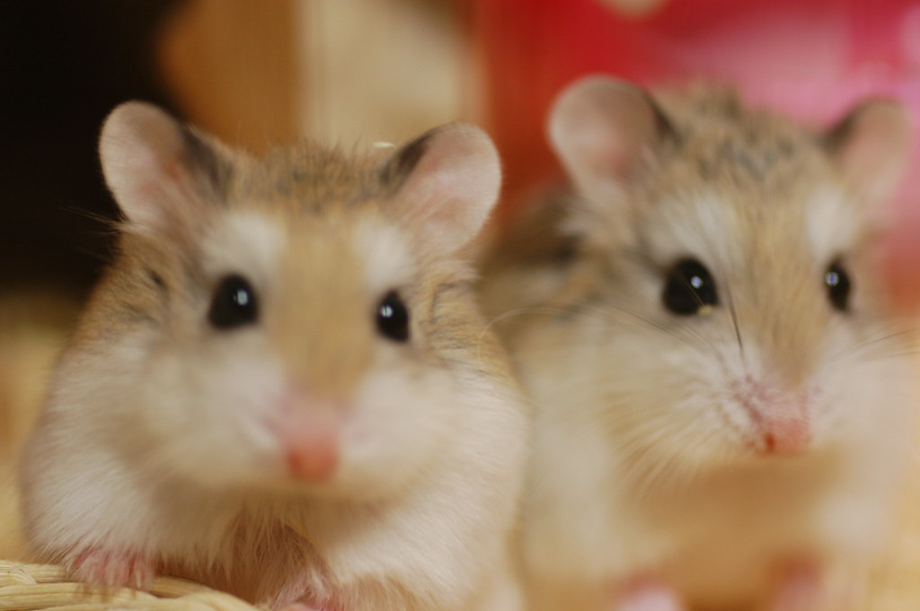 Hong Kong ordena sacrificar dos mil hámsteres por presunto contagio de covid-19