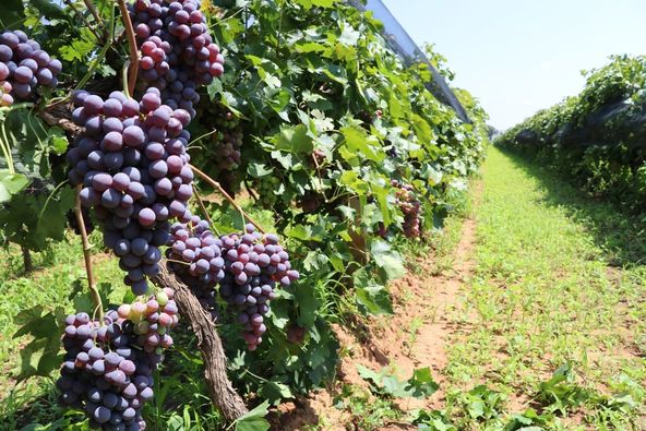 Sector Vitivinicola recibió apoyo para producción en Aguascalientes