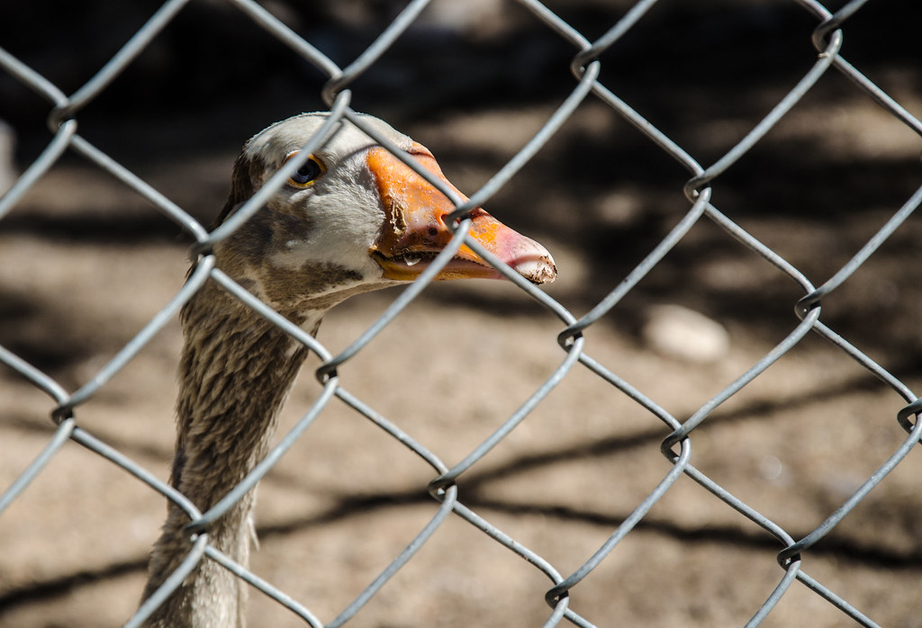 Exigen ambientalistas de Aguascalientes mejoras en el zoológico del Parque Rodolfo Landeros