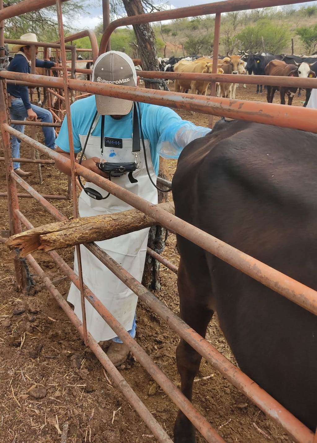 Informan en Aguascalientes sobre Programa de Inseminación en Bovinos Carne