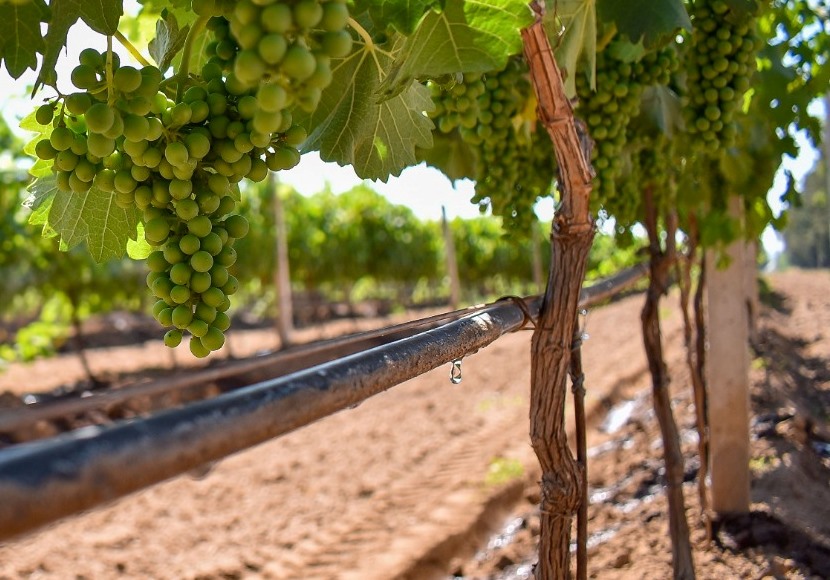 Apoyo estatal para tecnificación de riegos en el campo de Aguascalientes