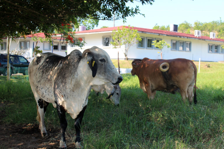 Obtienen alimento nutritivo para ganado con gusano que degrada el unicel     