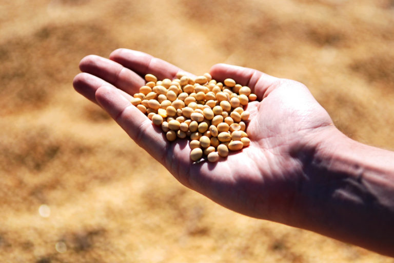 Mexicanos estigmatizan leguminosas; se reduce ingesta de frijol   