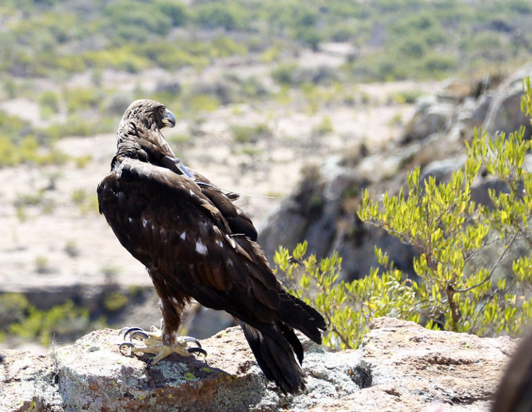 Celebran el Día Nacional del Águila Real en Aguascalientes
