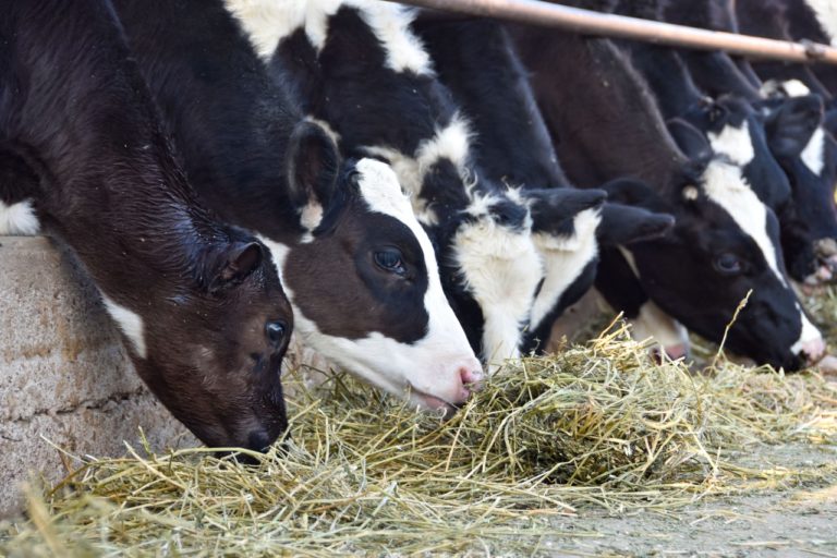 Lanzan convocatoria para mejorar calidad genética de ganado bovino