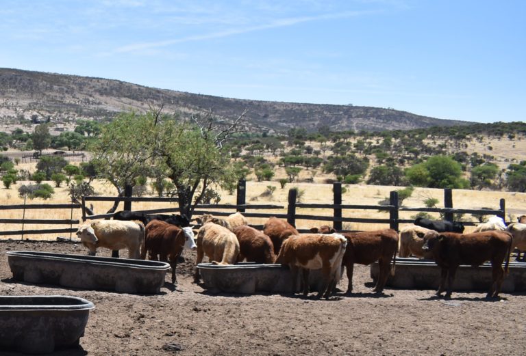 Sedrae apoyará a ganaderos para la adquisición de bebederos pecuarios 