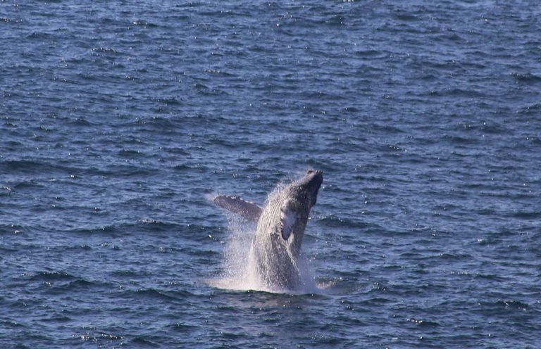 Ballenas en riesgo por contaminación y sobrepesca
