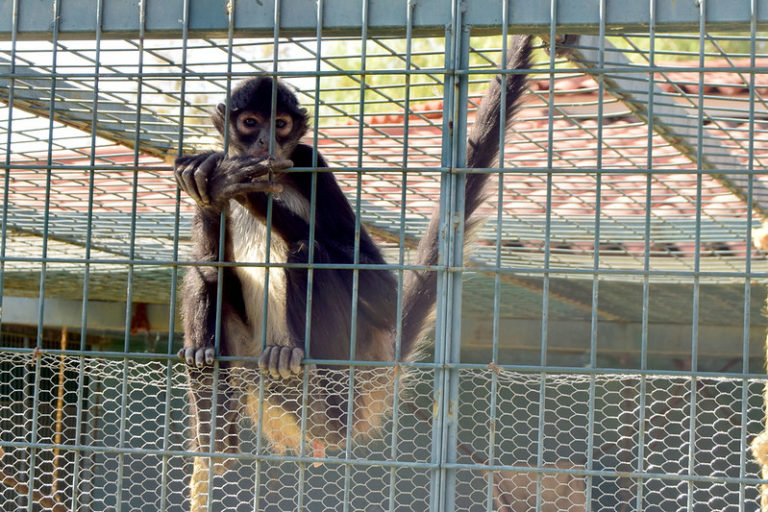 Temen legislar a favor de leyes de protección a los animales en Aguascalientes