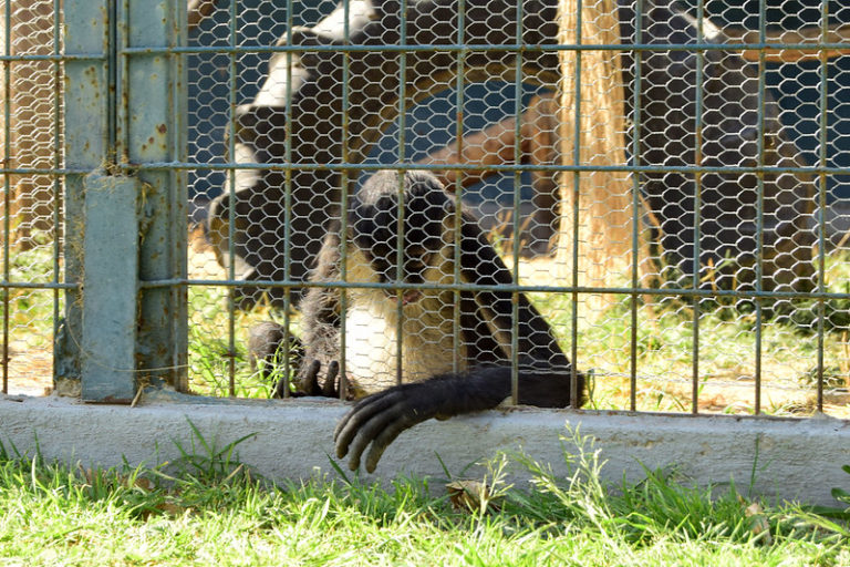 Solo 3 de las 5 candidatas han presentado propuestas sobre los derechos de animales