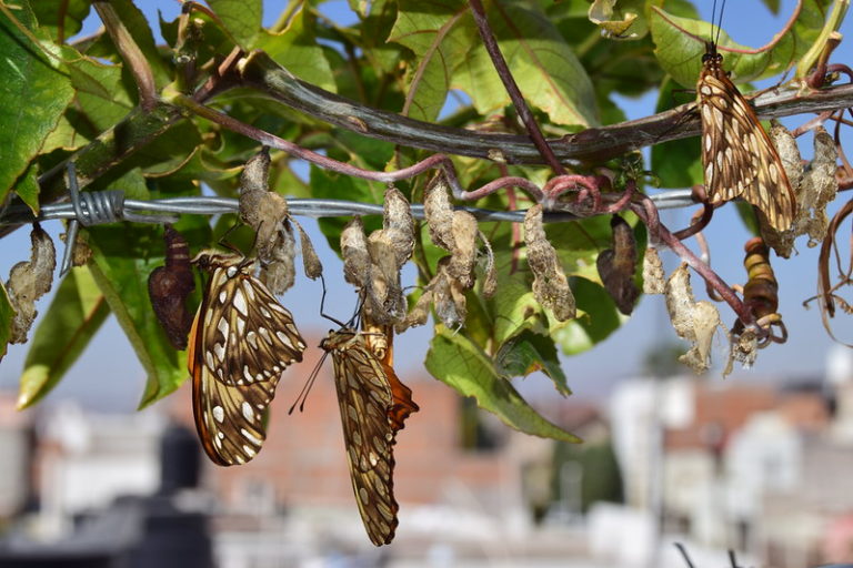 La particular técnica de supervivencia de la mariposa