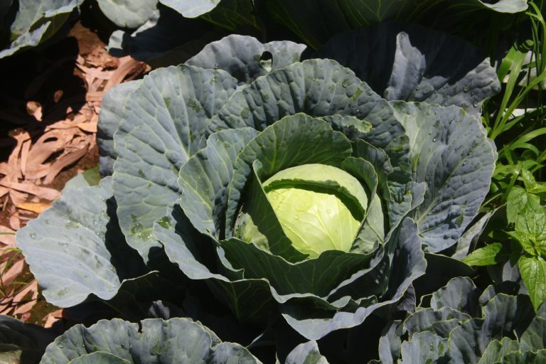 Cosechadas, más de 277 mil toneladas de cultivos del ciclo otoño-invierno: Sedrae