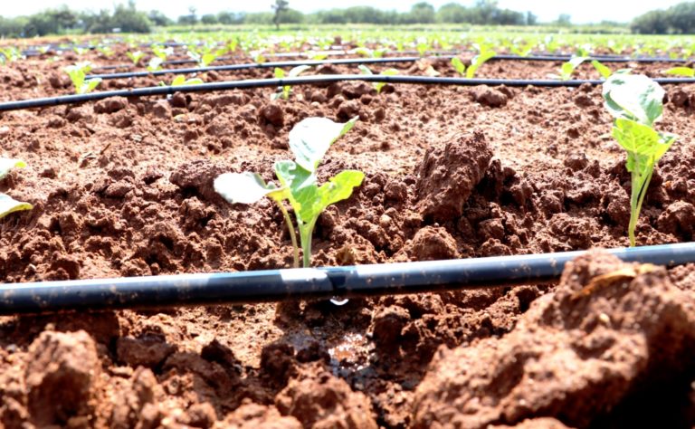 Sedrae abre ventanillas para la solicitud de cintilla para riego