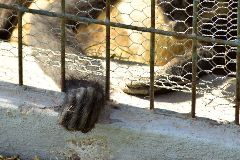 Necesario discutir sobre sanciones penales a quienes difundan videos de crueldad animal en Aguascalientes