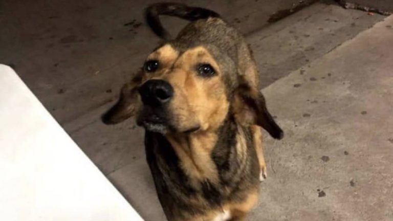 ONG acusa a un hombre de matar perros y gatos para comerlos crudos