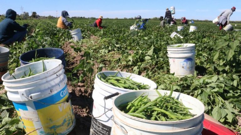 Save the Children pide a AMLO vetar reforma que permite trabajo adolescente en el sector agrícola