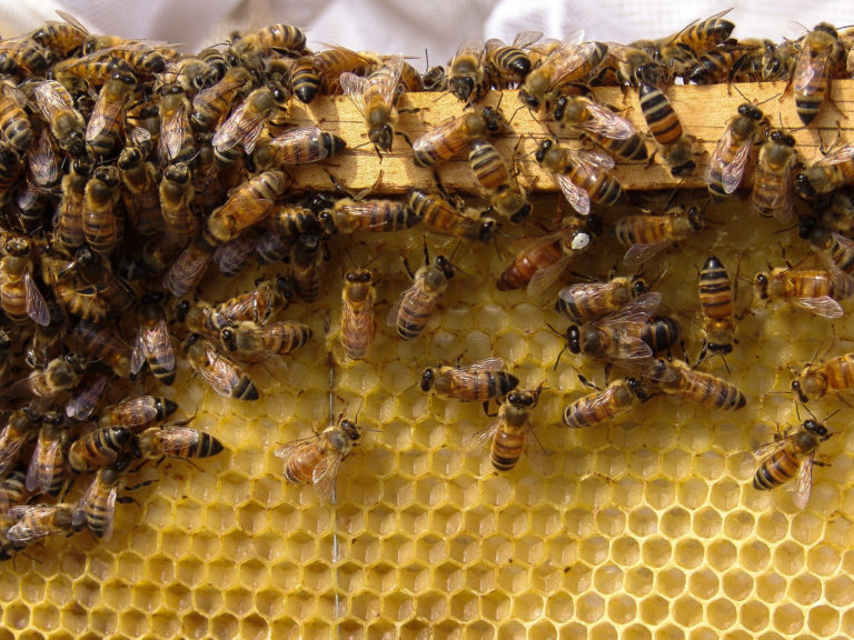 Preparan ley para regular la actividad de los apicultores en Aguascalientes