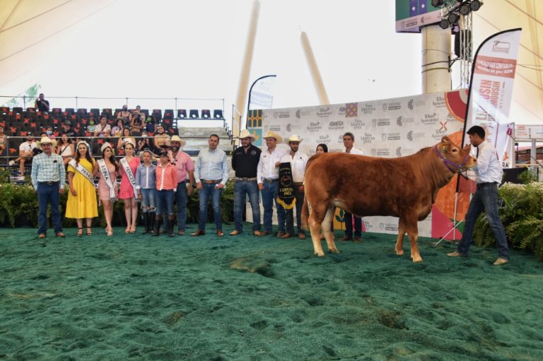 Premian ganado Limousin en la Expo Ganadera de Aguascalientes