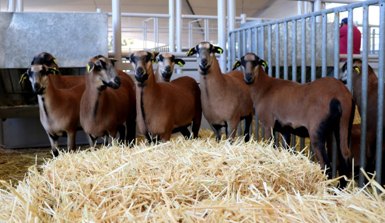 Se realiza la segunda etapa de la expo ganadera de la FNSM 2022