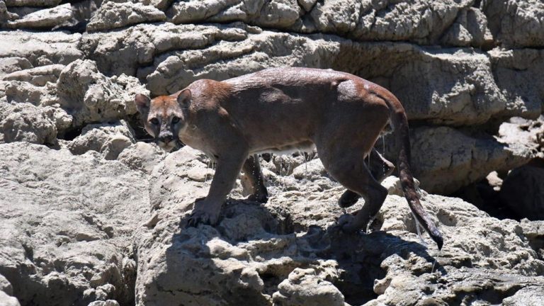 Guía de turistas capta a puma “migrante” en Chiapas