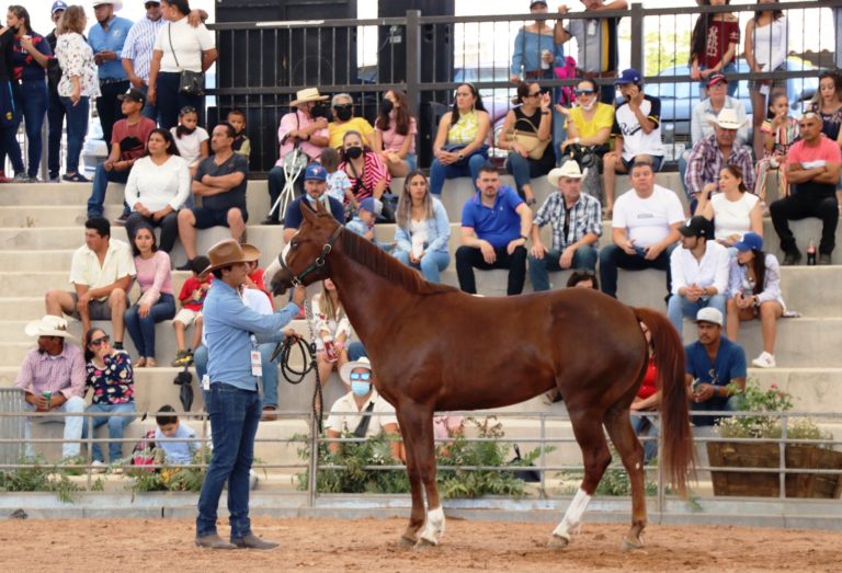 Premian a caballos cuarto de milla en la Expo Ganadera 