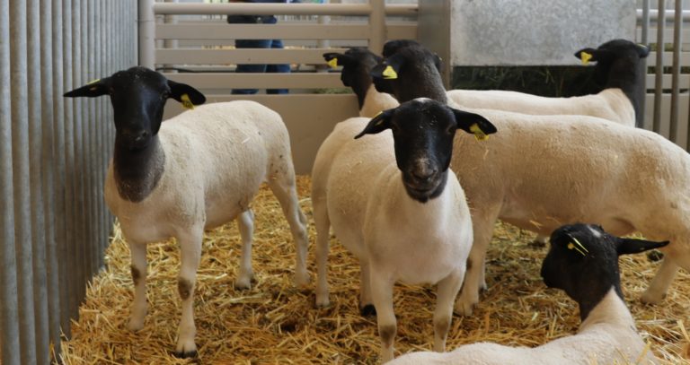 Inició la tercera etapa de la Expo Ganadera de la Feria 
