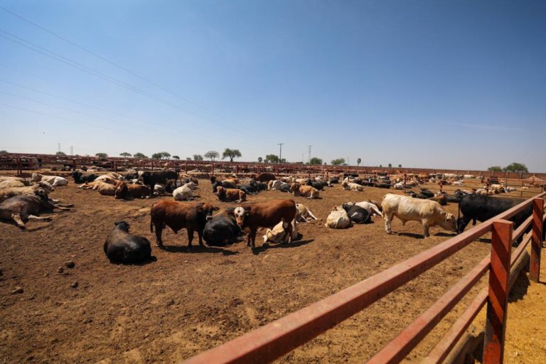 Presentan al gobernador software para control de ganado