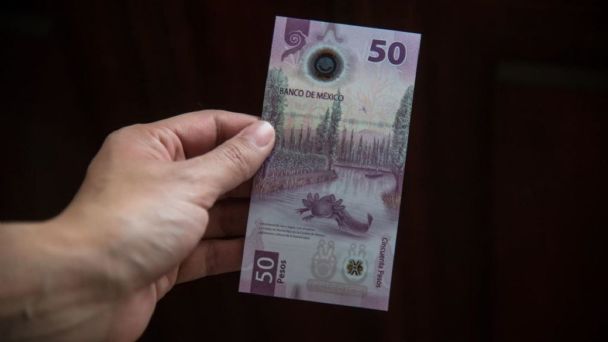 El ajolote sigue causando furor… por el billete, no por la especie