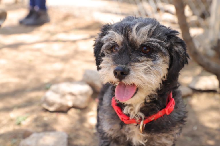 Municipio de Aguascalientes visita instalaciones del Grupo de Defensa de la Vida Animal