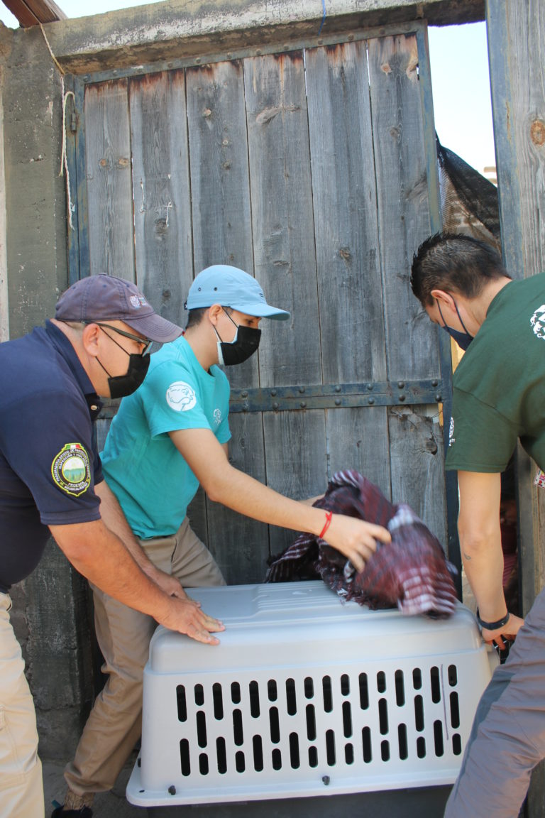 Rescatan a 23 perros del abandono en Aguascalientes, conoce su historia