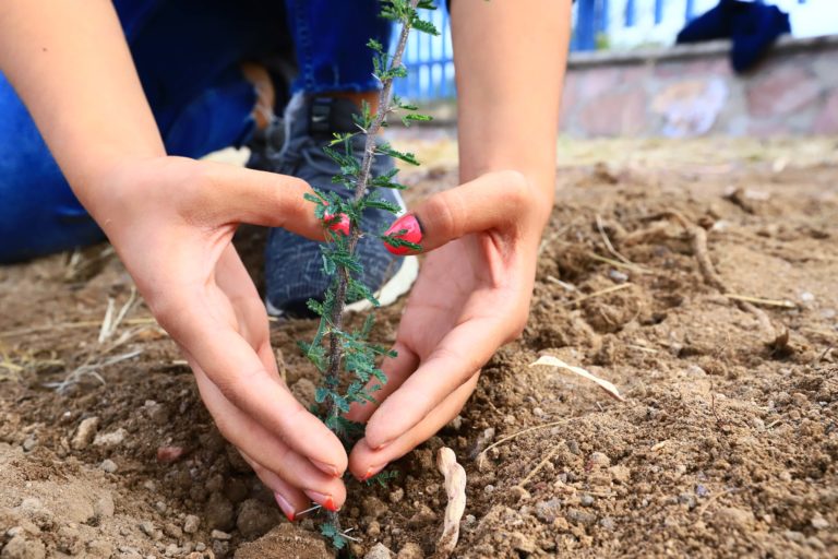 Se unen universitarios para reforestación en el Campus Sur de la Autónoma