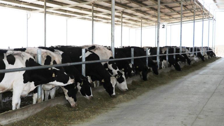 Sedrae reconoce el trabajo de ganaderos de Aguascalientes en el día mundial de la leche