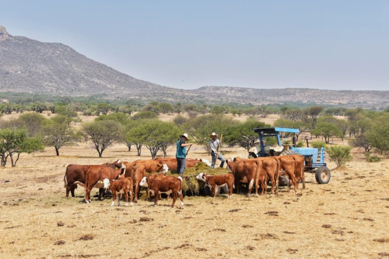 Registra el estado alta productividad de criadores de ganado bovino 