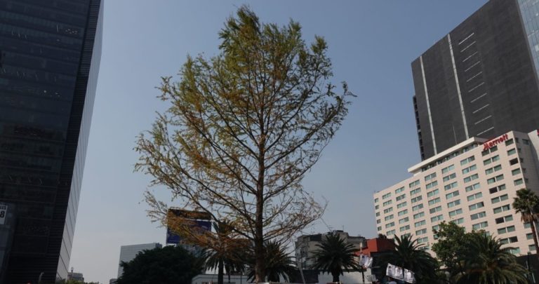 Expertos evaluarán si se dañaron las raíces del ahuehuete 