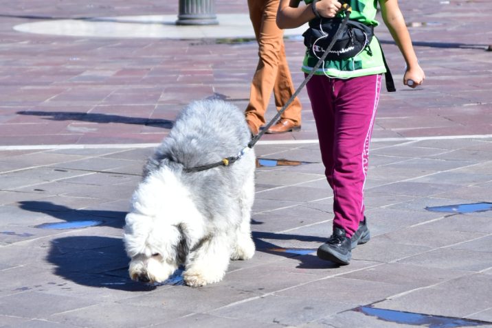 Municipio de Aguascalientes conmemorará el día mundial del perro con feria de adopción