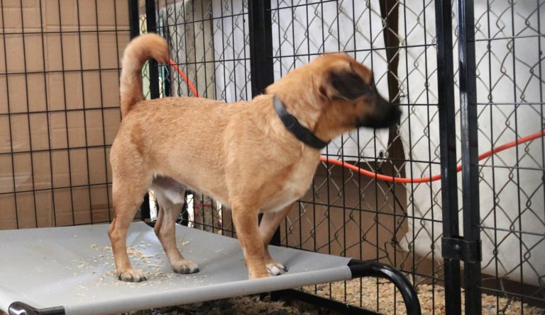 Visita Proespa el refugio temporal con Humane Society International y Amigos Pro Animal