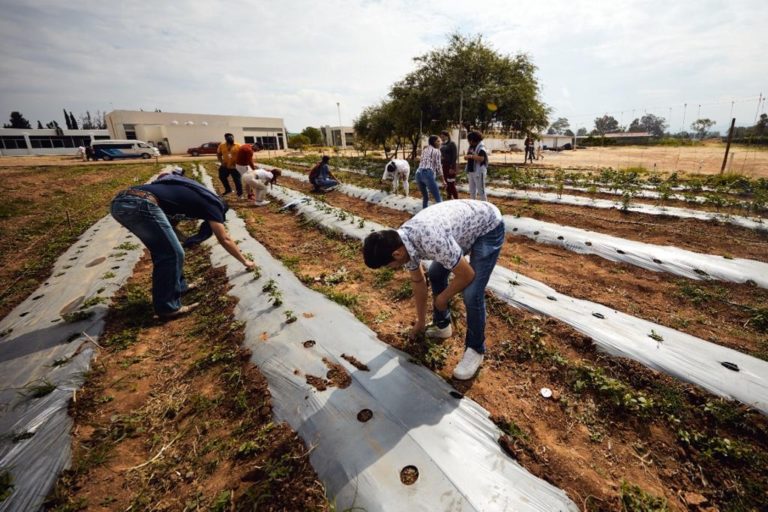 Aguascalientes ofrece la primera carrera de agricultura sustentable con especialidad en vitivinicultura