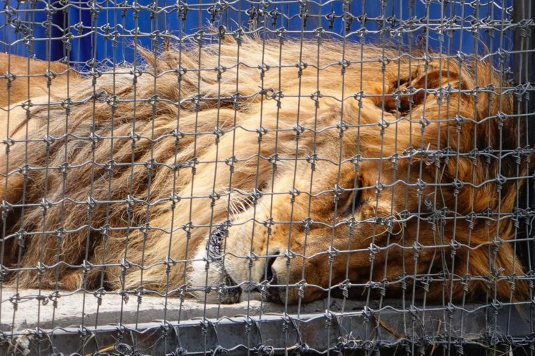 Eduardo Serio, fundador de Black Jaguar-White Tiger niega maltrato animal en refugio del Ajusco