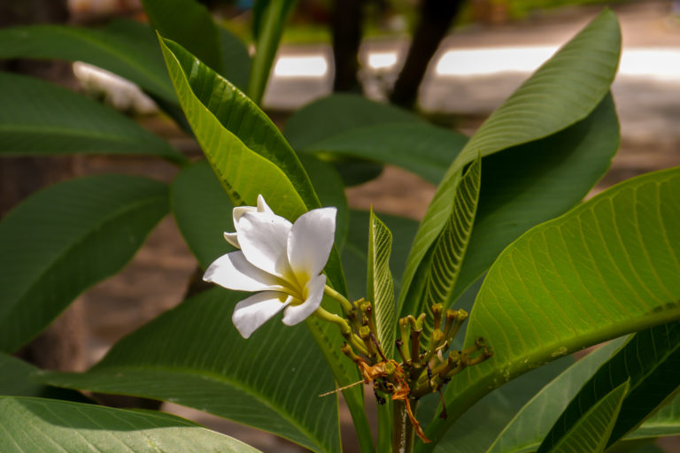 Jardín botánico de la UAA se consolida como un espacio de educación ambiental