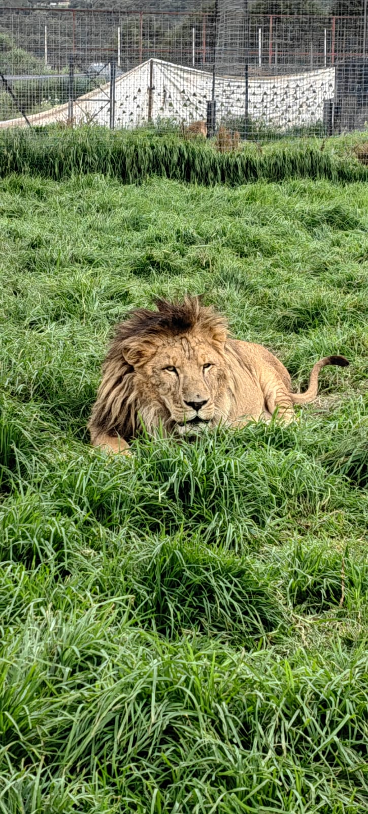 Aguascalientes recibe a Galileo y Caramelo una pareja de leones africanos