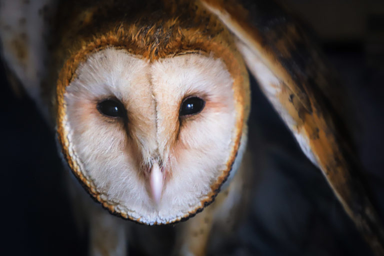 Dos lechuzas de campanario fueron liberadas por alumnos de la UAA