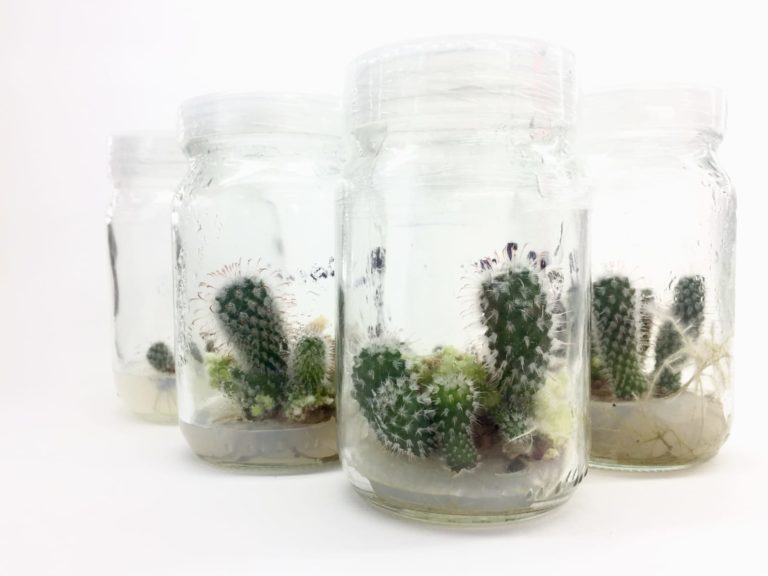 Estudiante desarrolla alternativas biotecnológicas para preservar cactáceas in vitro