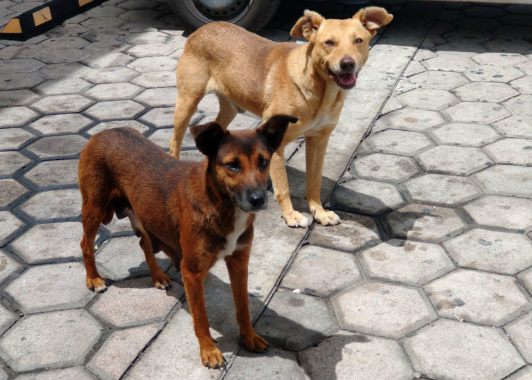 Importante mantener la vacunación de perros contra la rabia 