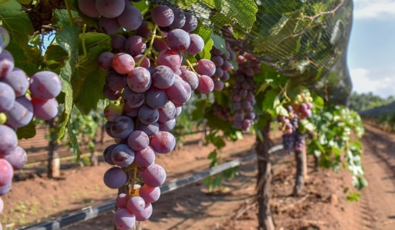 Programa de Reconversión Productiva impulsó más de dos mil hectáreas de cultivos 